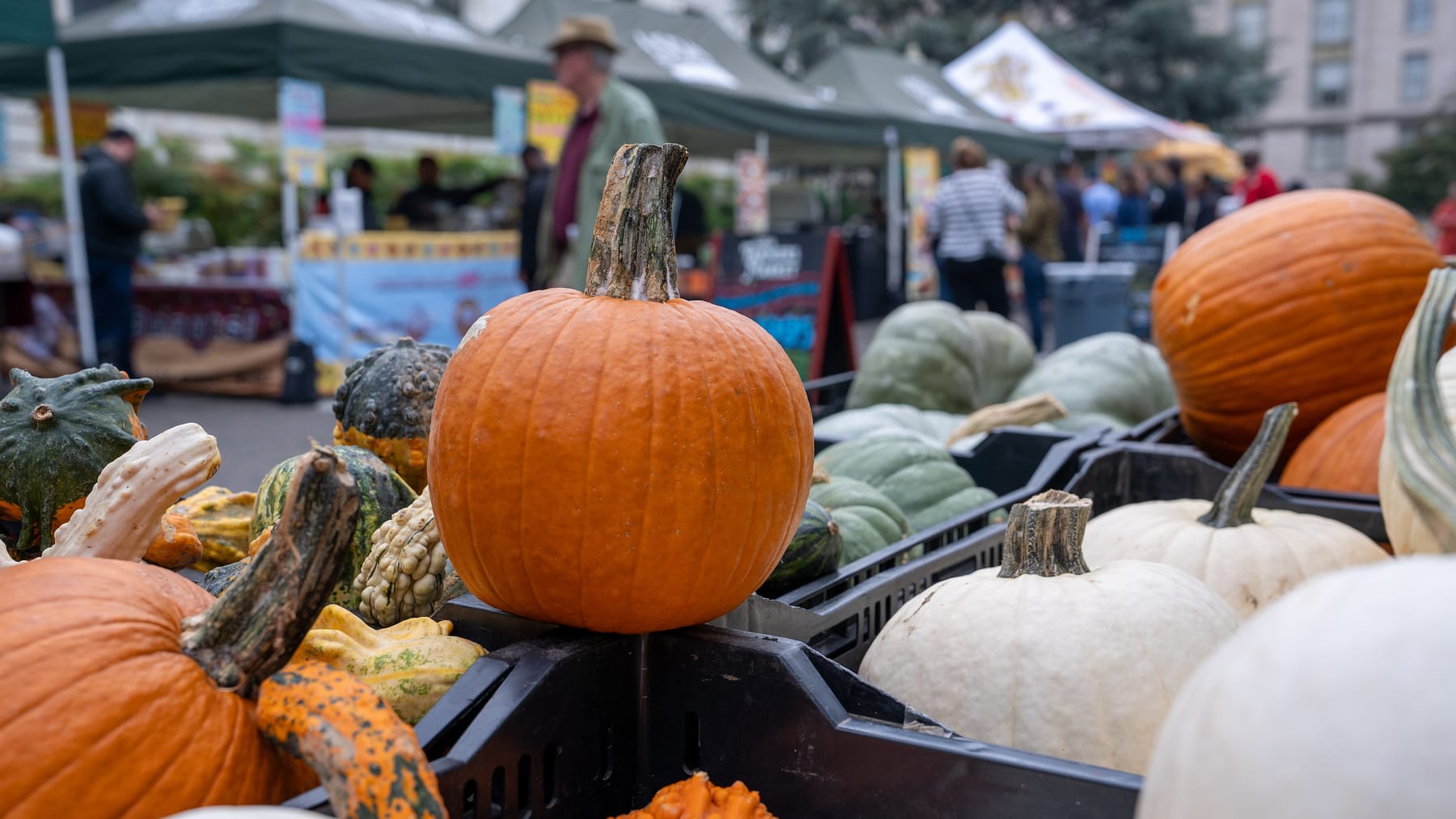 An orange pumpkin standing upright in a black crate at an outdoor market, surrounded by warty gourds, pale green kabocha and white pumpkins, with shoppers and green canopies blurred behind