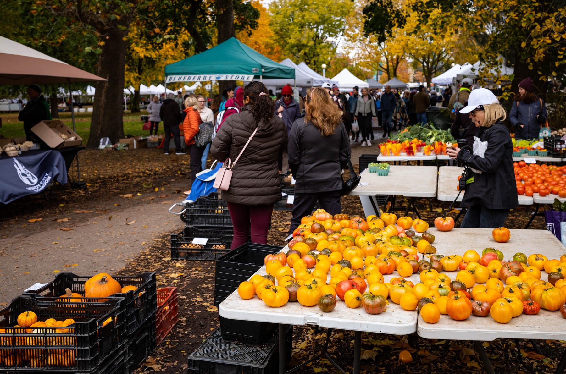 Shoppers browse folding tables piled with yellow, orange, and red heirloom tomatoes under vendor tents at a tree-lined farmers market in Chicago's Lincoln Park, with fall foliage overhead